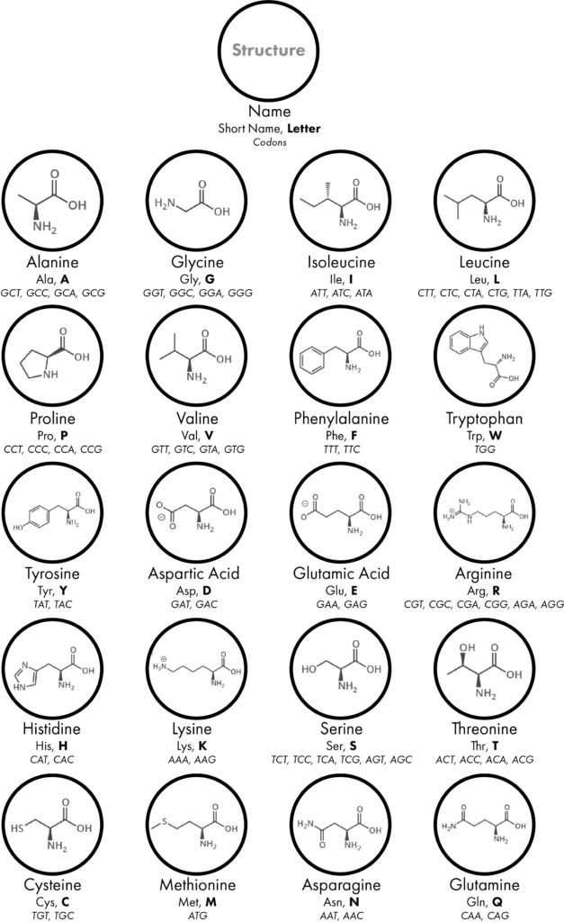 amino-acids