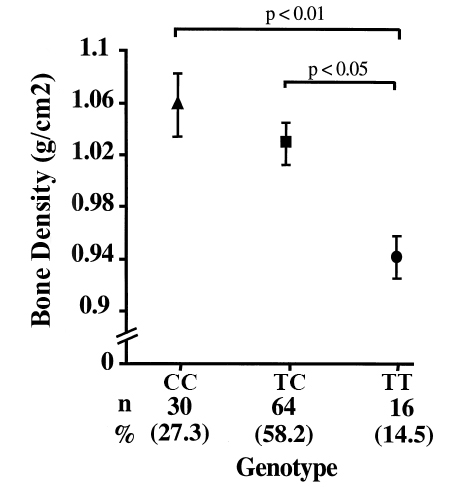 VDR Genes and Bone Density