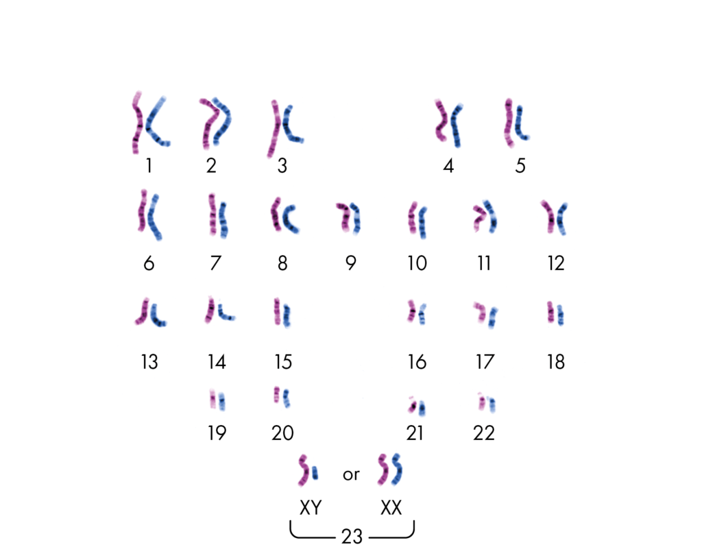 chromosomes