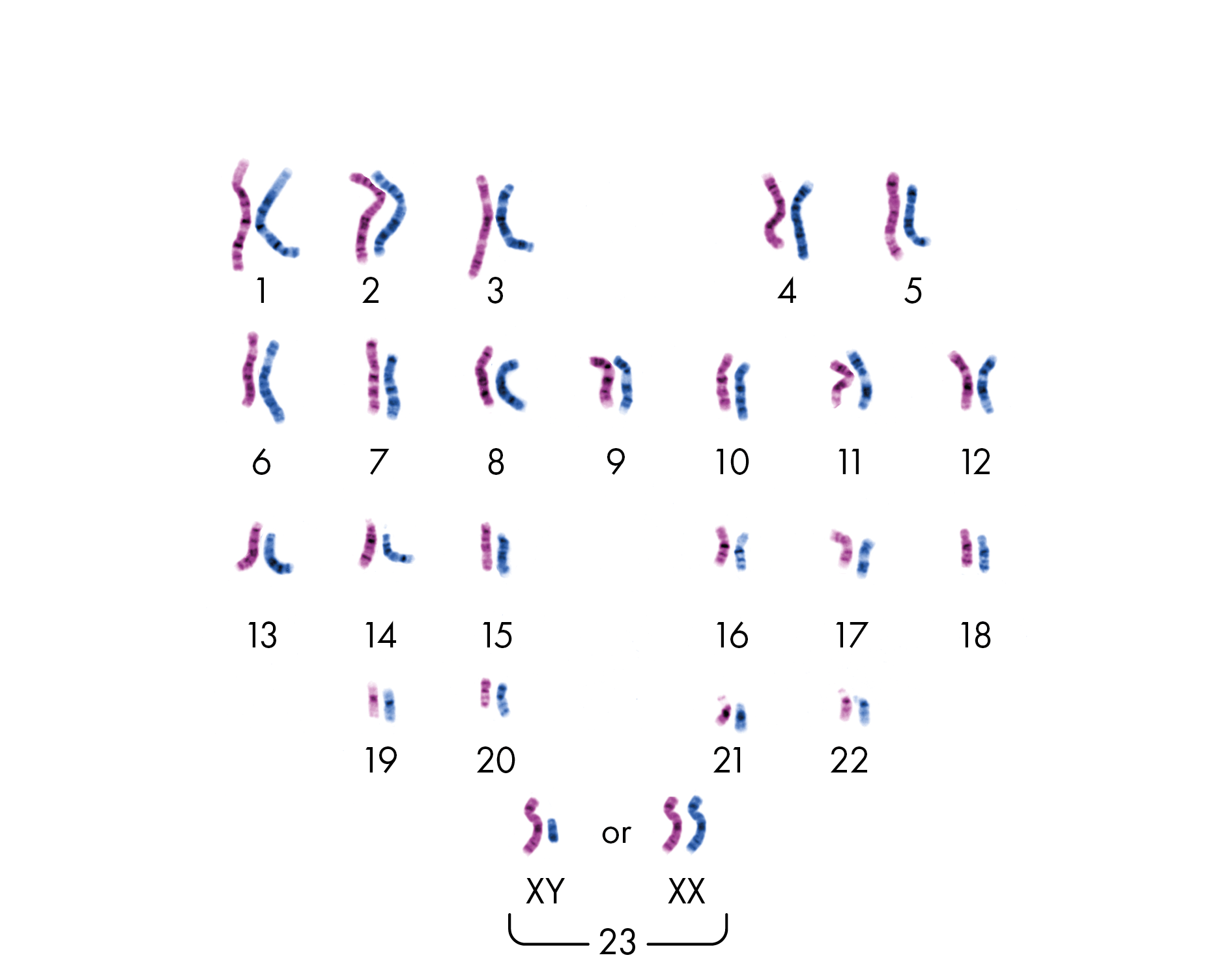 genetics-101-everything-you-learned-in-high-school-gene-food