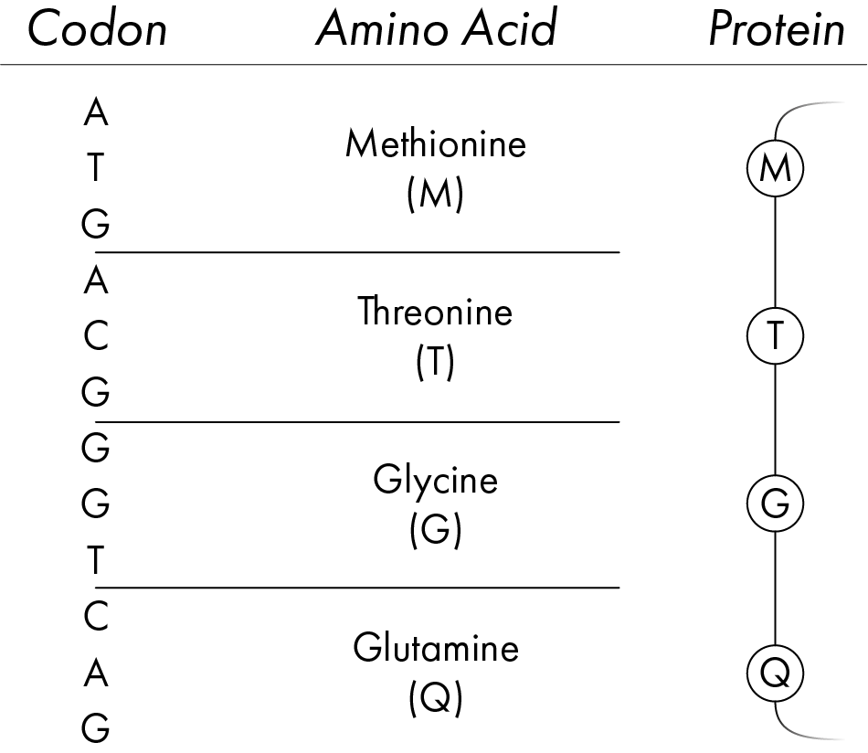 codon