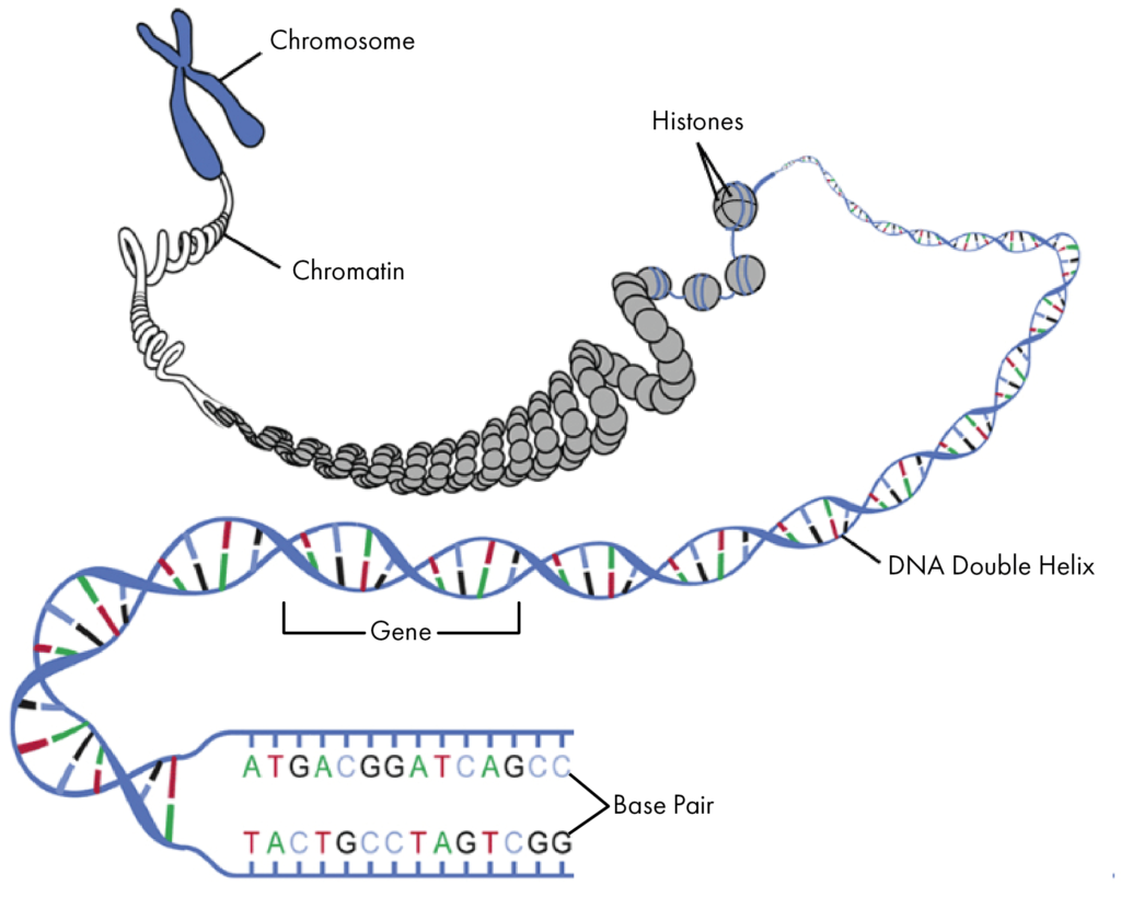 code of cells 