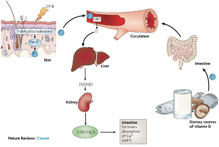 Vitamin D Uptake Diagram