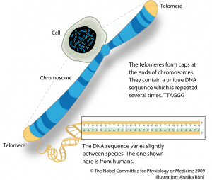 Telomeres Explained