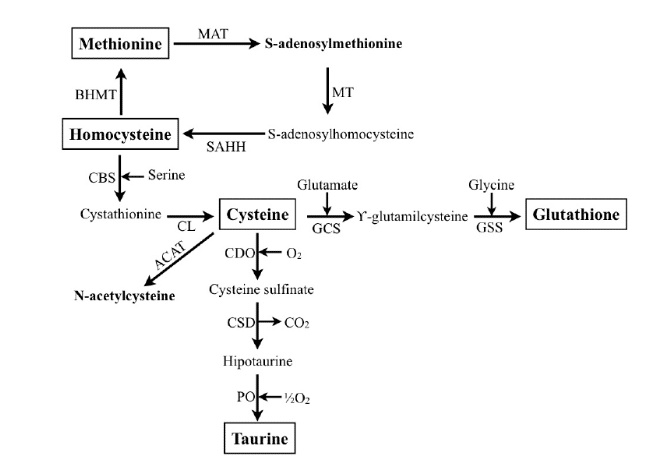 Transsulfuration 