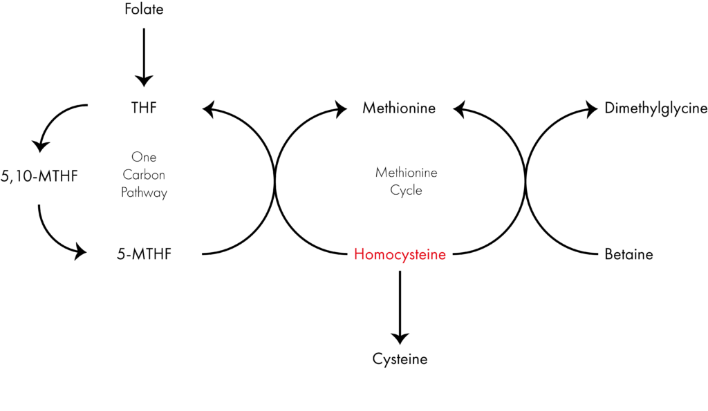 One carbon pathway diagram