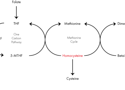 One carbon pathway diagram