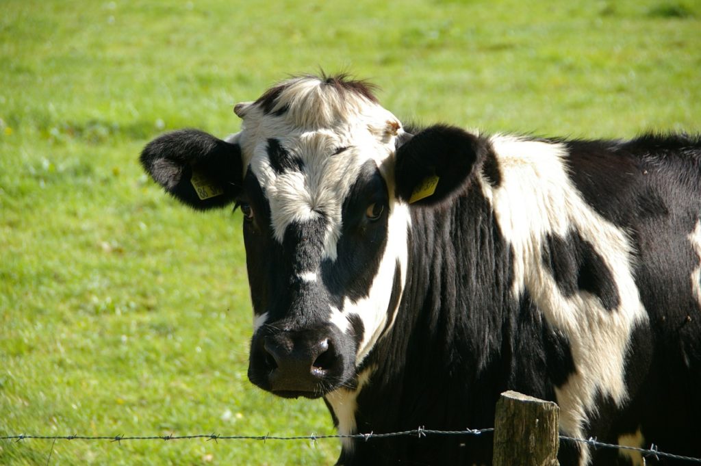 Dairy Dangers Sheep Goat Cow Milk Casein