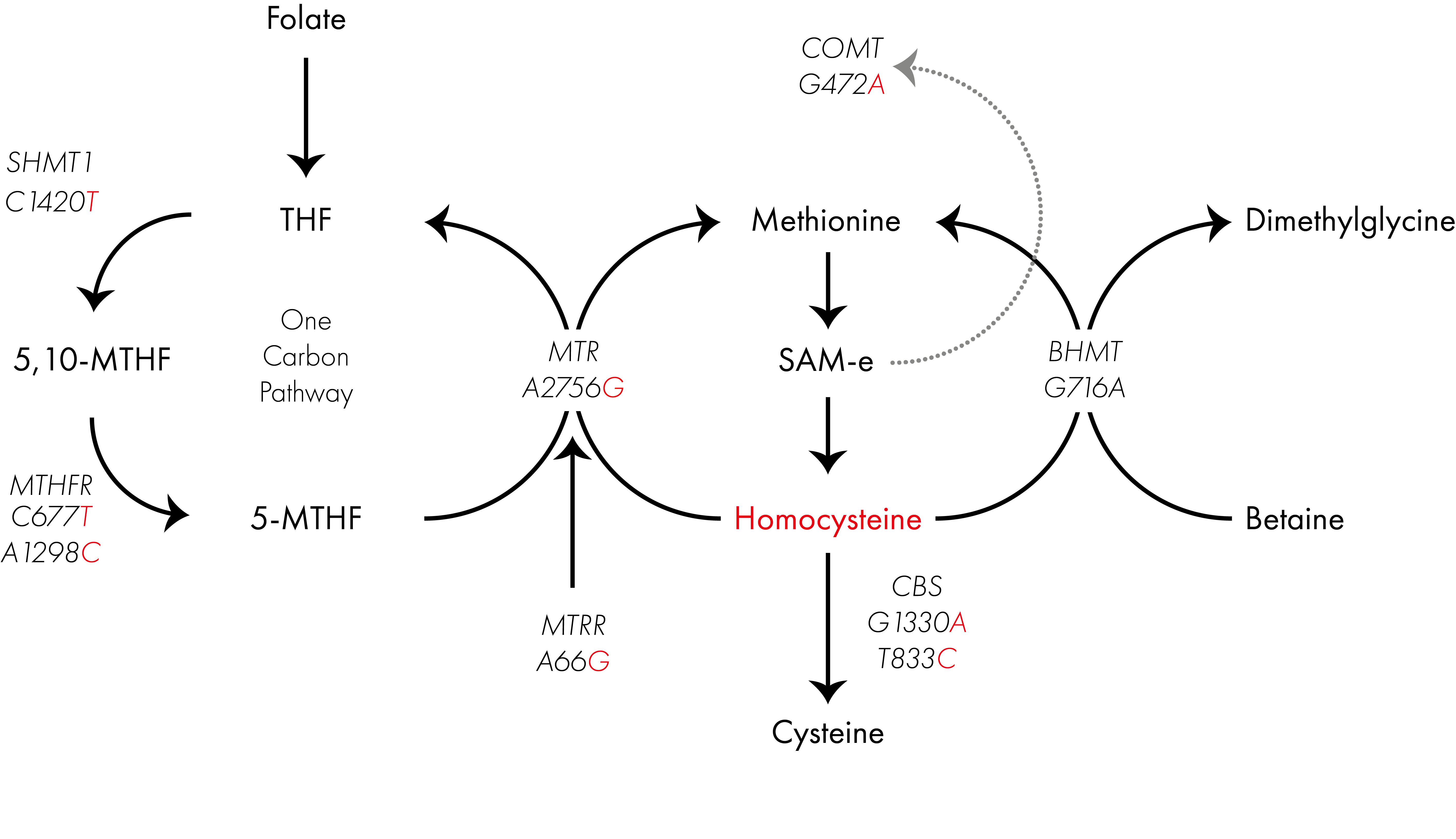 Unlocking COMT Mutation Relief: Start By Avoiding THESE Foods